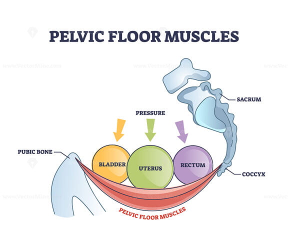 Pelvic floor muscles anatomy with hip muscular body parts outline diagram