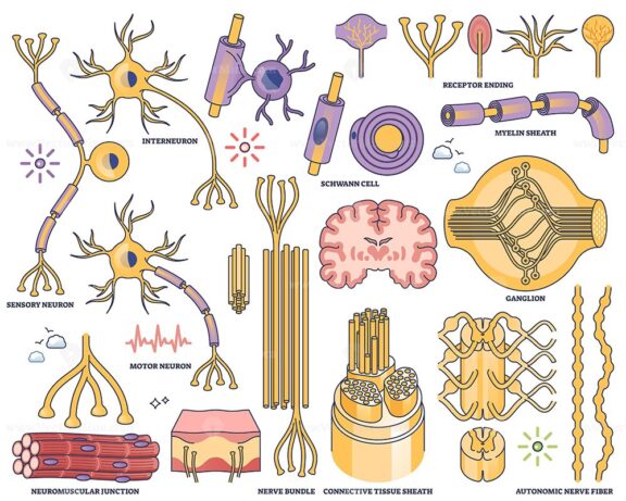 Peripheral nervous system worksheet shows neurons, nerve bundles, and myelin sheath in a clear outline style for educational use. Outline style collection