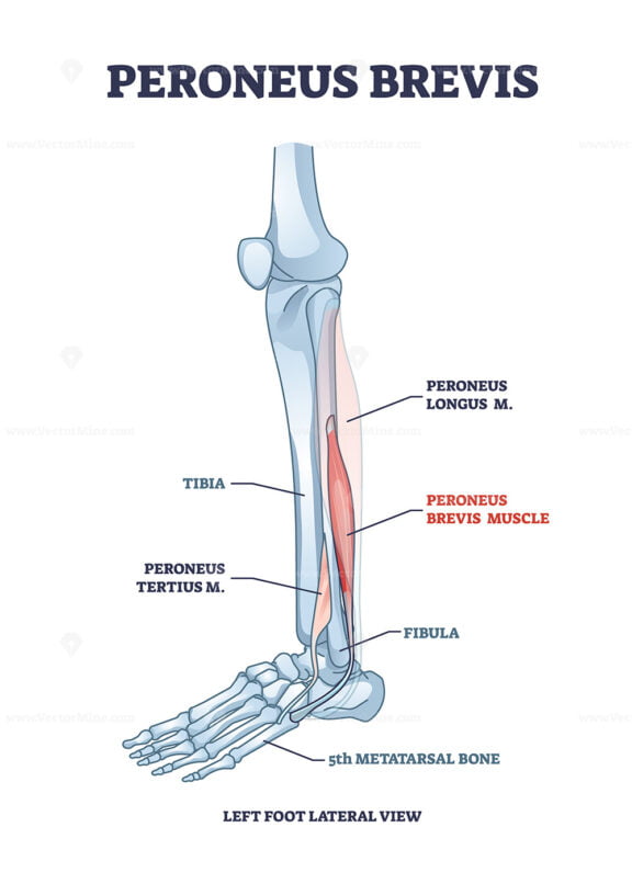 Peroneus brevis leg muscle with longus and tertius location outline diagram
