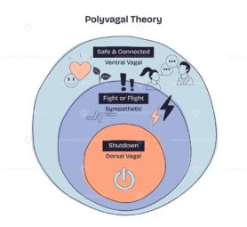 Polyvagal Theory shows three nervous system states, Safe and Connected, Fight or Flight, and Shutdown, using icons and layered circles. Doodle style diagram