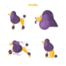 FREE Poodle flat vector illustration collection set