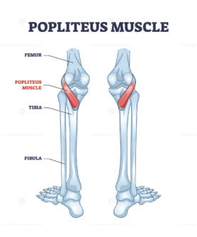 Popliteus muscle as leg and knee muscular joint anatomy outline diagram