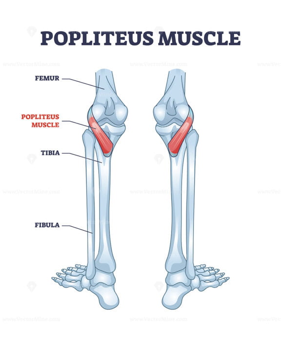 Popliteus muscle as leg and knee muscular joint anatomy outline diagram