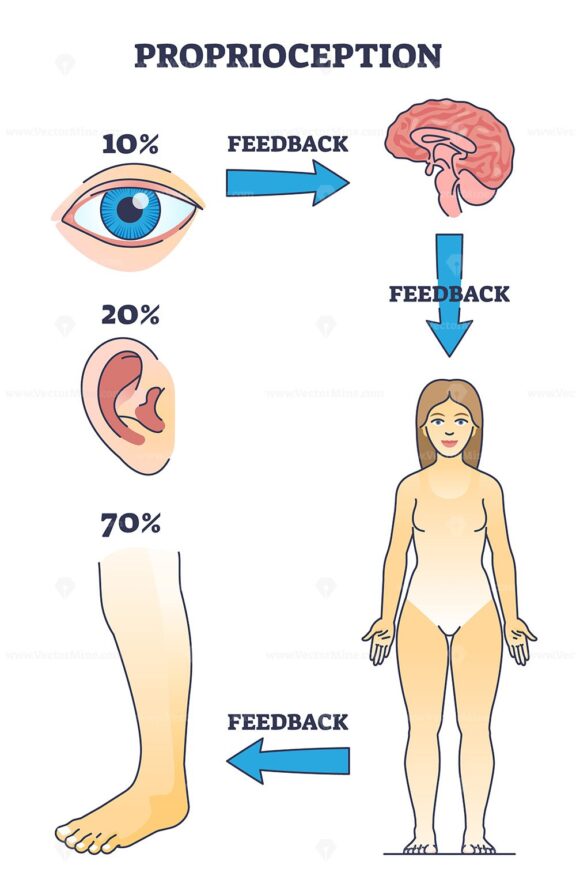 Proprioception or kinesthesia as body part sensory perception outline diagram