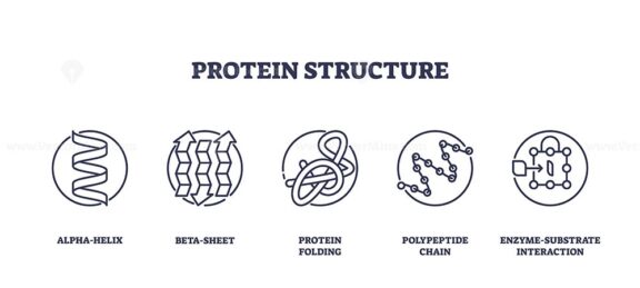 Protein structure icons show alpha-helix, beta-sheet, protein folding. Outline icons set.