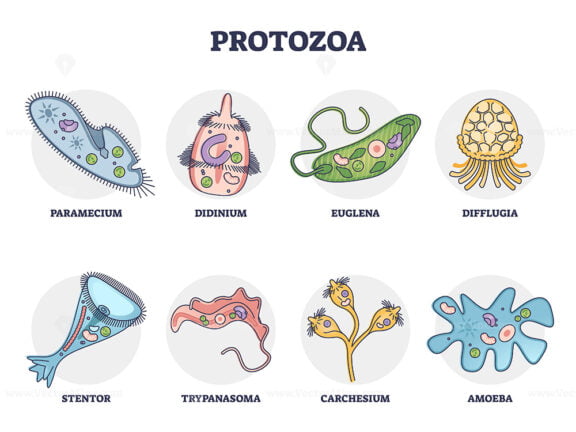 Protozoa division collection as single cell eukaryote biological outline set