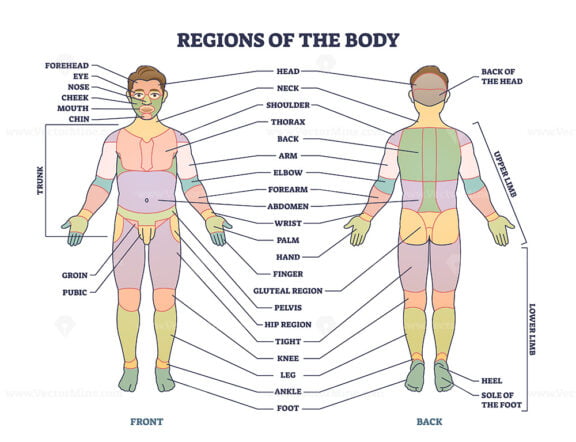 Regions of human body as front or back parts description tiny person concept