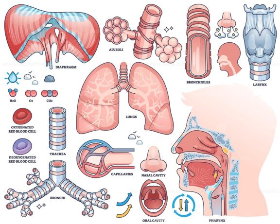 Respiratory system diagram shows lungs, trachea, and alveoli with labeled parts for educational worksheets. Outline style collection
