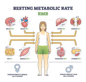 Resting metabolic rate or RMR as body calories consumption outline diagram