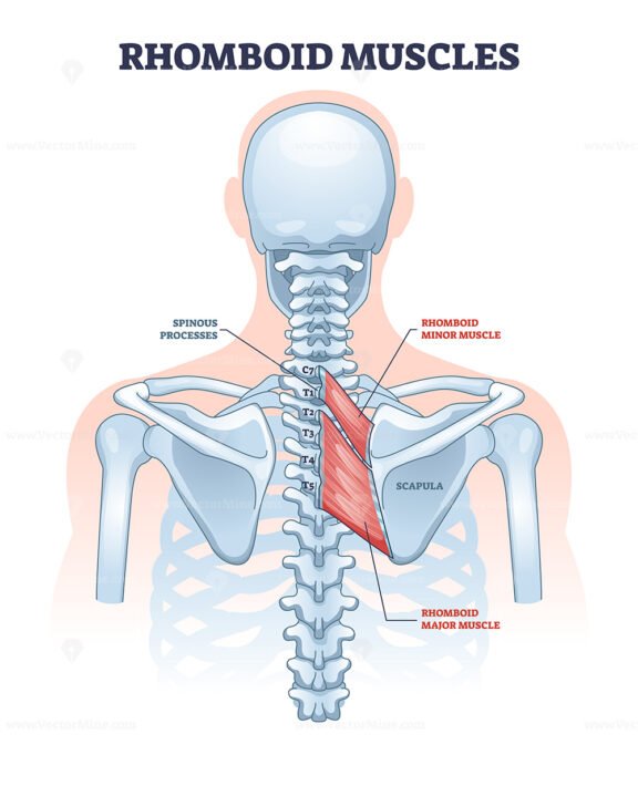Rhomboid muscles as skeletal muscular system for spine outline diagram