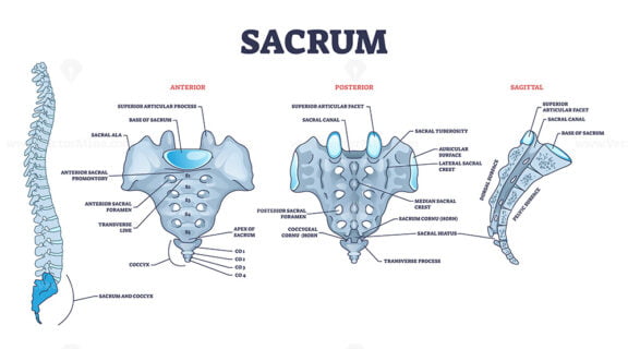 Sacrum as spinal bone structure anatomical description outline diagram