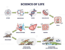Science of life as nature physiology categories development outline diagram