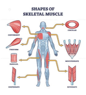 Shapes of skeletal muscles with various muscular types outline diagram