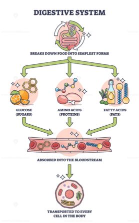 Simple digestive system process explanation with stages outline diagram