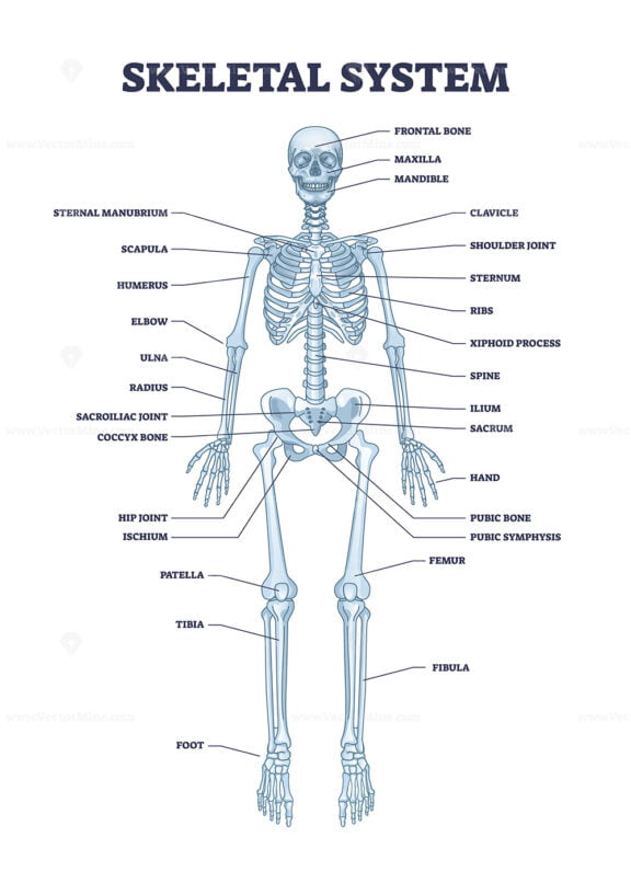 Skeletal system with body skeleton structure and anatomy outline diagram
