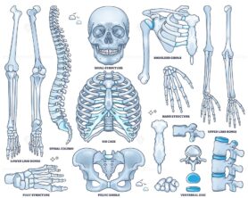 Skeletal system worksheet shows skull, rib cage, and pelvis in detailed outline for anatomy study. Outline style collection