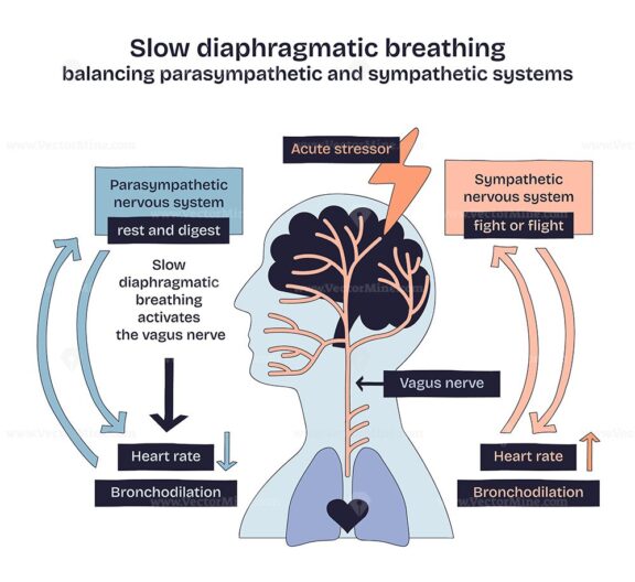 Slow diaphragmatic breathing balances the parasympathetic and sympathetic systems, showing brain, vagus nerve, and arrows. Doodle style diagram