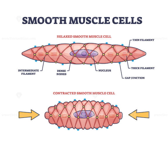 Smooth muscle cells anatomical structure description outline diagram