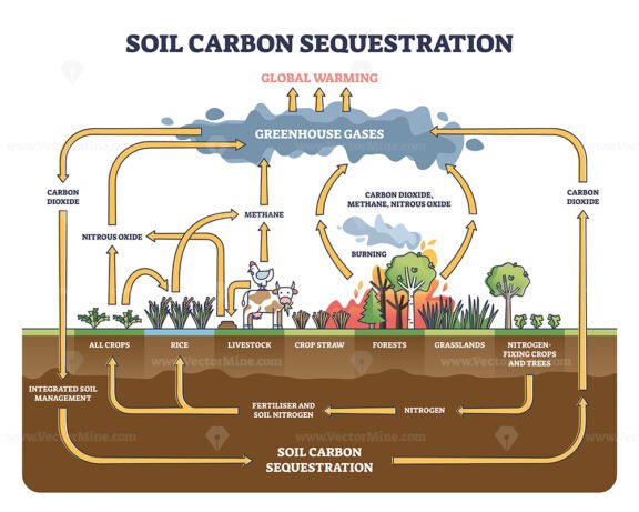 Soil carbon sequestration with greenhouse gases absorption outline diagram