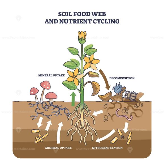 Soil food web and nutrient cycling as plant biological cycle outline diagram