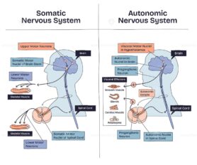 Somatic vs autonomic nervous system shows differences in neural pathways, muscle control, and target effectors. Main objects, brain, spinal cord, muscles. Doodle style diagram