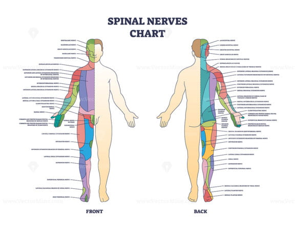 Spinal nerves chart and medical neural network in human body outline diagram