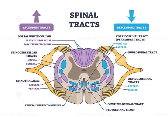 Spinal tracts with medical ascending and descending parts outline diagram