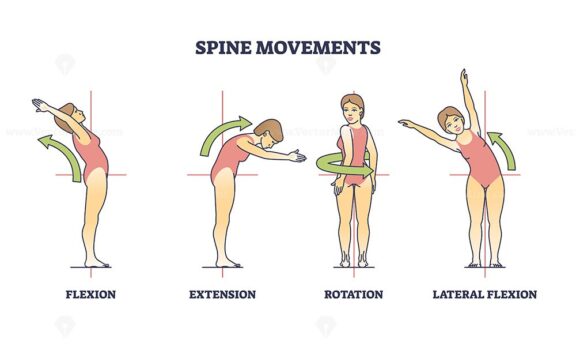 Spine movements with flexion, extension and rotation poses outline diagram