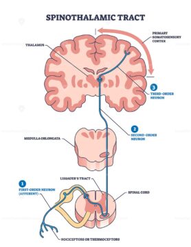 Spinothalamic tract as neural pathway to brain thalamus outline diagram