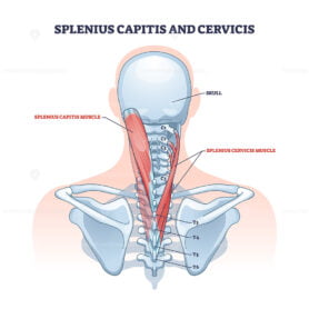 Splenius capitis and cervicis muscle location in human neck outline diagram