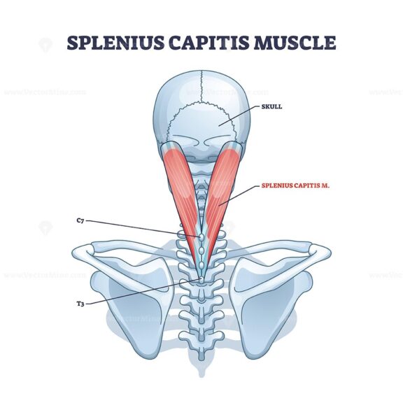 The Splenius Capitis muscle diagram highlights its position from the skull to the spine, focusing on muscle and vertebrae. Outline diagram.