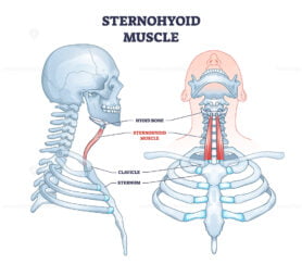 Sternohyoid muscle location as human neck muscular system outline diagram