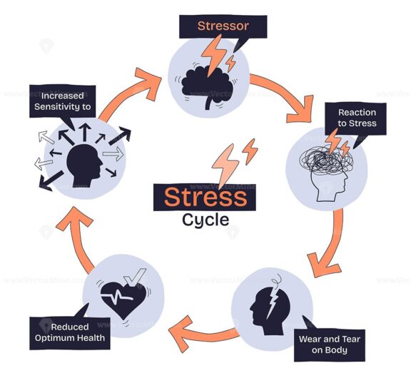 The stress cycle shows how stressors trigger reactions, leading to health decline and increased sensitivity. Key objects, brain, heart, arrows. Doodle style diagram