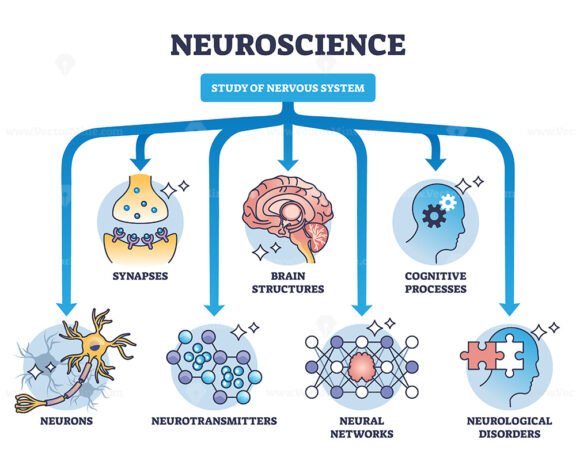 Neuroscience as study of nervous system medical division outline diagram
