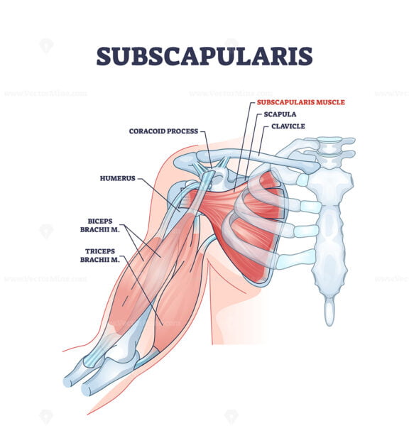 Subscapularis muscle and human shoulder inner skeletal part outline diagram