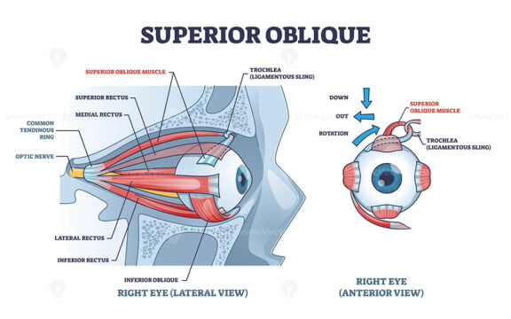 Superior oblique muscle with human eye muscular anatomy outline diagram