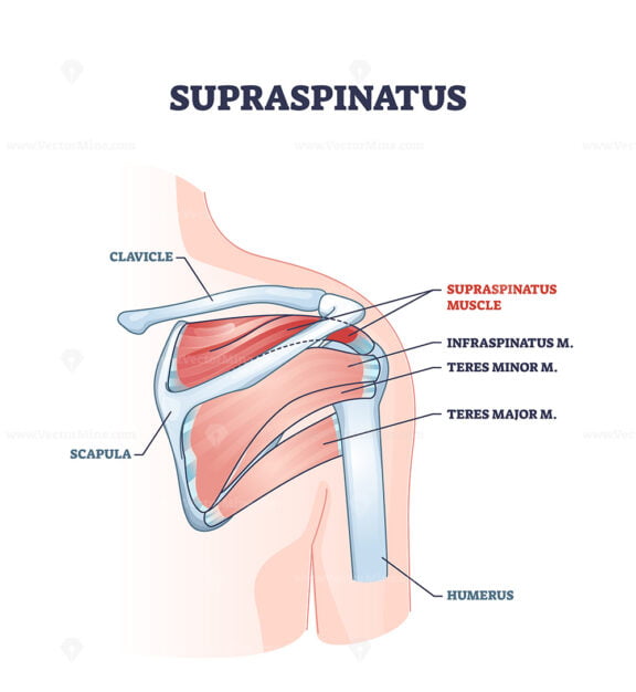 Supraspinatus muscle and human shoulder skeletal physiology outline diagram