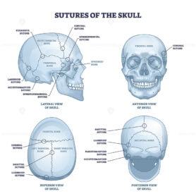Sutures of the skull as human head bone medical division outline diagram