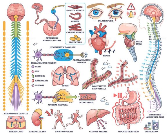 Sympathetic nervous system illustrated with brain, spinal cord, and organs, showing neural pathways and effects. Outline style collection