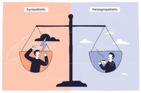 Sympathetic vs Parasympathetic balance shows stressed man, relaxed man, and scales illustrating nervous system responses. Doodle style diagram