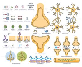Synapse and neurotransmission visualizes neuron terminals, synaptic cleft, and neurotransmitter flow in a clear, educational outline. Outline style collection