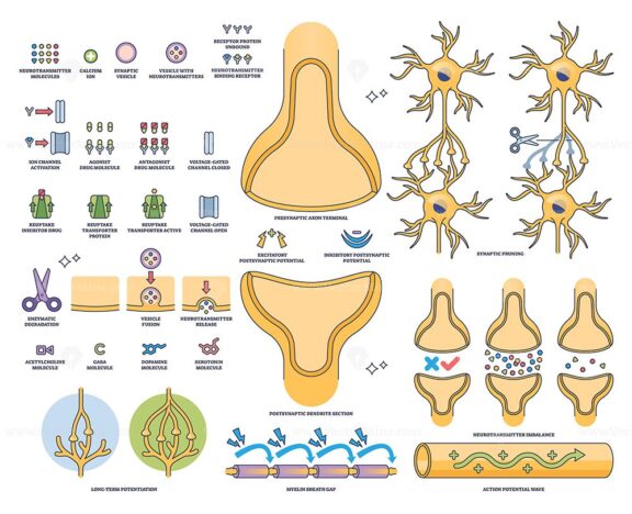 Synapse and neurotransmission visualizes neuron terminals, synaptic cleft, and neurotransmitter flow in a clear, educational outline. Outline style collection