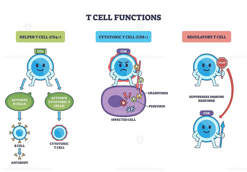 T cell functions outline depicts helper CD4, cytotoxic CD8, and regulatory cells guiding activation, killing infected cells, and suppression with arrows and labels. Outline diagram