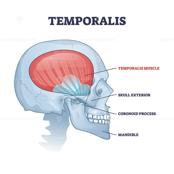 Temporalis muscle in skull with anatomical head skeleton outline diagram