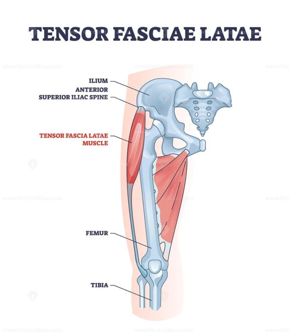 An anatomical diagram showing the Tensor Fasciae Latae muscle and its location on the hip and thigh, highlighting key skeletal structures, diagram.