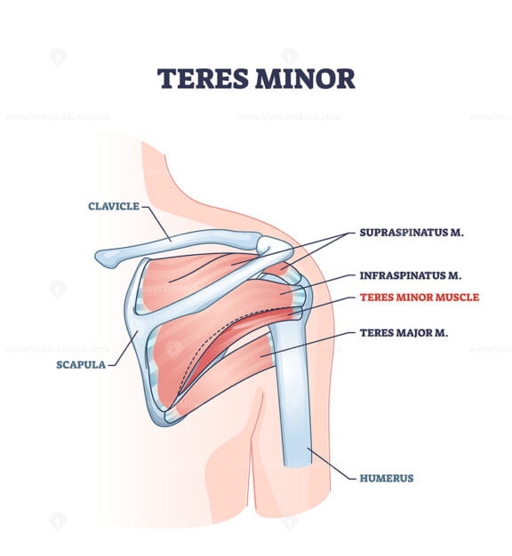 Teres minor muscle and anatomical human shoulder bones part outline diagram