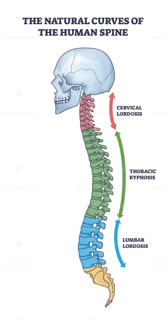 The natural curves of the human spine are illustrated with cervical, thoracic, and lumbar regions highlighted. Outline diagram.