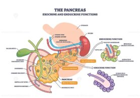 The pancreas exocrine and endocrine functions, anatomy diagram showing pancreas, islets of Langerhans, acinar cells, illustrates ducts, insulin and glucagon pathways. Outline diagram
