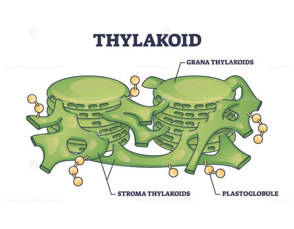 Thylakoid membrane bound chloroplast compartments structure outline diagram