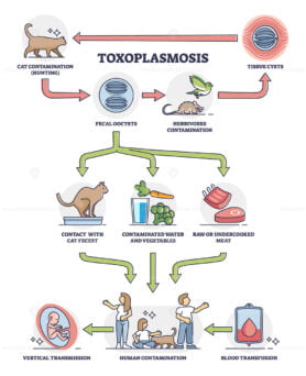 Taxoplasmosis illness and parasitic disease contamination outline diagram